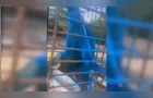 Homem é investigado após pintar macaco com tinta azul em MG