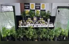 Hervachips: personal da marola é preso com skunk “artesanal”