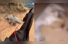 Cavalo mutilado: animal caiu por exaustão após ser forçado a cavalgar 15 km