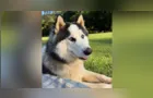 Família procura por 'Bento', Husky Siberiano que desapareceu em Itaiacoca