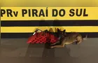 Mulher é detida ao transportar mais de 20 kg de maconha na PR-151