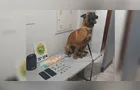 Cão de faro encontra mais de 40 g de drogas e homem é preso em Reserva