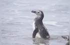 Pinguins encalham no litoral do Paraná com a chegada do inverno
