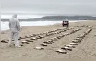 Mais de 3.200 pinguins morreram no litoral brasileiro em 2025