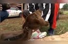 Bezerra nasce com duas cabeças no Norte do Paraná