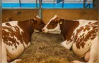 Os cuidados especiais com as vacas leiteiras em competições
