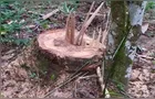 Polícia Ambiental combate pesca ilegal e desmatamento nos Campos Gerais