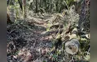 Homem é multado em R$ 200 mil por crime ambiental em Teixeira Soares