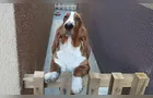 Cão da raça basset hound desaparece em PG