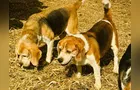 Portal aRede ajuda tutora a encontrar cães desaparecidos em PG