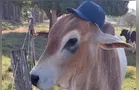 Após furto, touro criado como pet é encontrado pela família; veja o vídeo