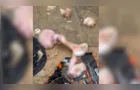 Cena de terror: freezer com cães mortos e 80 animais em situação cruel chocam policiais em SC