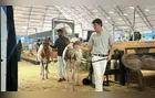 Conheça o cuidado com as vacas no Agroleite 2025