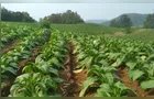 São João do Triunfo se mantém como maior produtor de tabaco do Paraná e 2º do Brasil