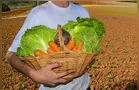 Ipiranga e Sengés passam a integrar Sistema de Segurança Alimentar do Paraná