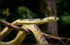 Cobra é encontrada dentro de berço de bebê em SC