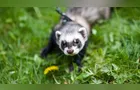 Você pode ter um pet exótico? Confira 8 animais liberados no Brasil