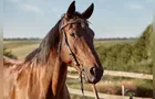 Contaminação em ração matou 245 cavalos em Minas e outros estados, afirma Mapa
