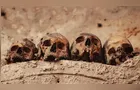 DNA ancestral revela quando animais começaram a passar doenças para humanos