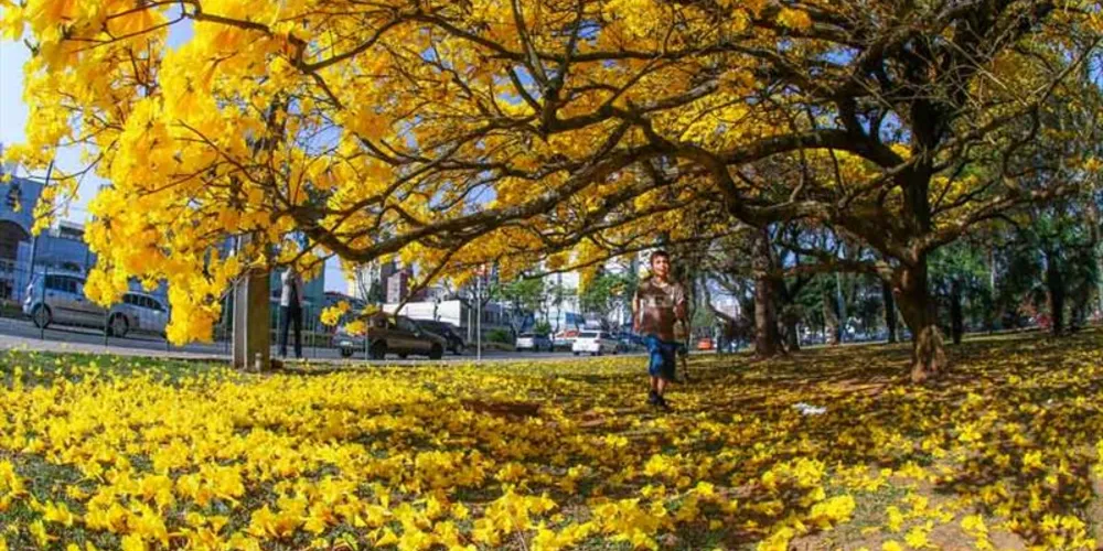 Ipês-amarelos destacam temporada florida no Paraná.