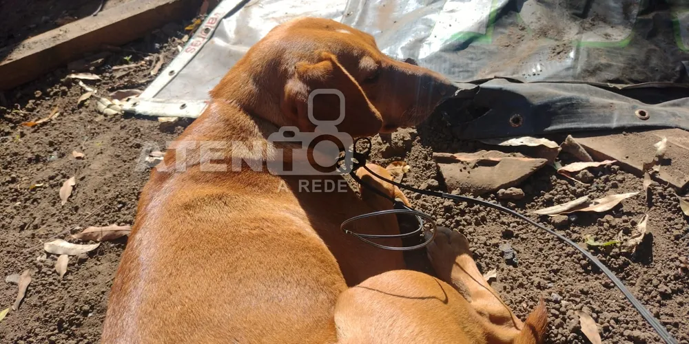 Os cães estavam amarrados com fios no pescoço