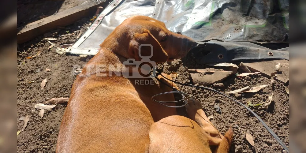 Os cães estavam amarrados com fios no pescoço