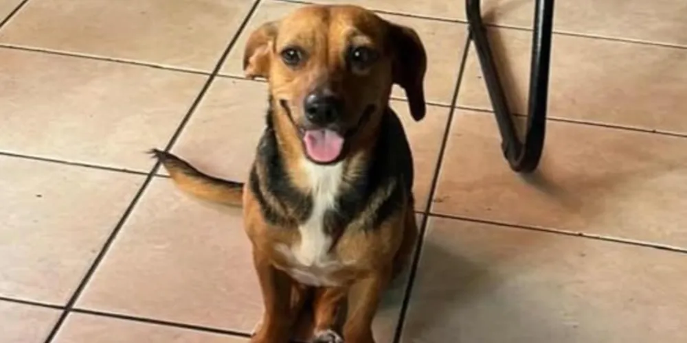 A cachorra que era de rua, foi adotada pela oficina ano passado e apresenta comportamento dócil