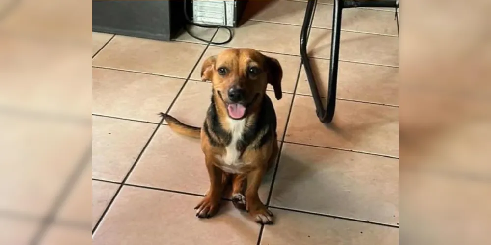 A cachorra que era de rua, foi adotada pela oficina ano passado e apresenta comportamento dócil