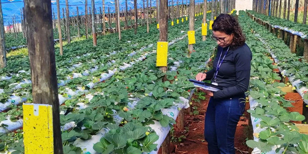 Adapar anuncia concurso com 57 vagas para fiscal e assistente de fiscalização; salários vão até R$ 8.463,20