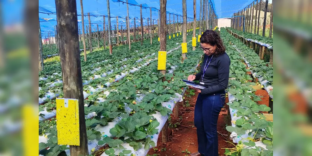 Adapar anuncia concurso com 57 vagas para fiscal e assistente de fiscalização; salários vão até R$ 8.463,20