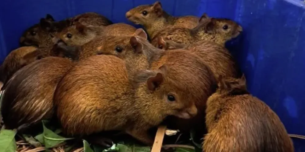 Instituto Brasileiro do Meio Ambiente acolheu 18 caititus e 23 cutias.