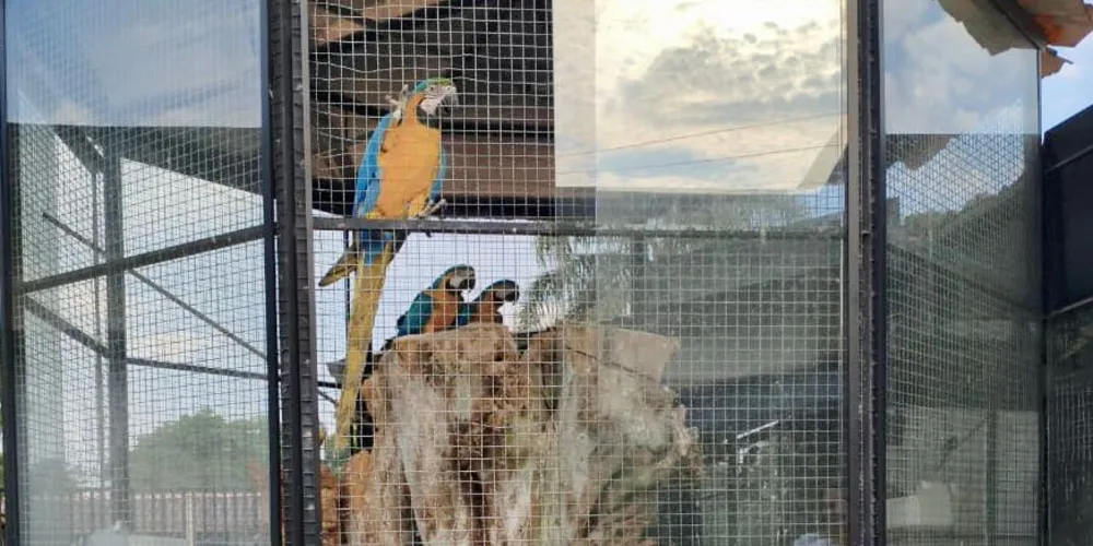 A Polícia Militar Ambiental reforça a importância das denúncias para combater a criação e o comércio ilegal de fauna silvestre