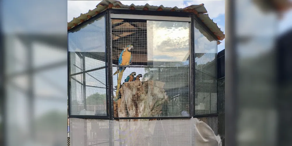 A Polícia Militar Ambiental reforça a importância das denúncias para combater a criação e o comércio ilegal de fauna silvestre