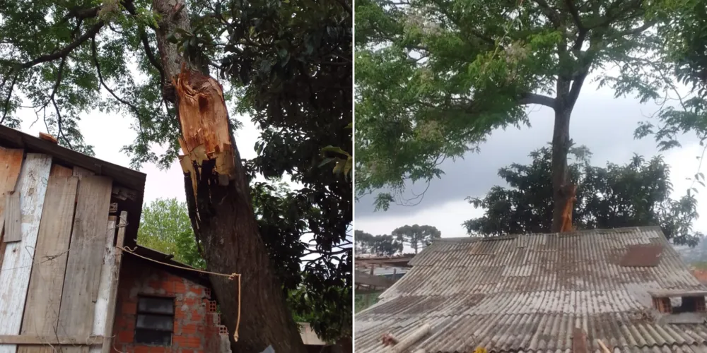 Árvore está caída em cima de residência em Uvaranas desde setembro