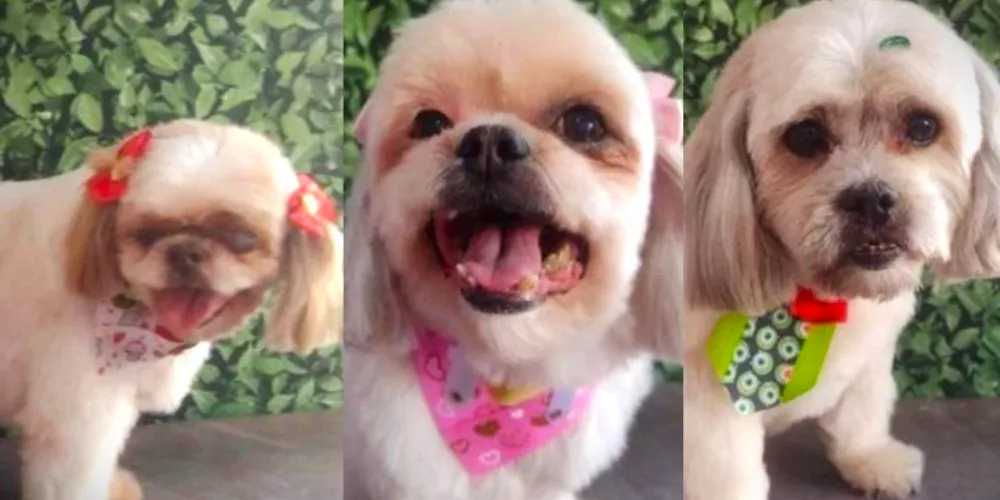 Cães das raças shih tzu e lhasa chegaram ao veterinário já em óbito