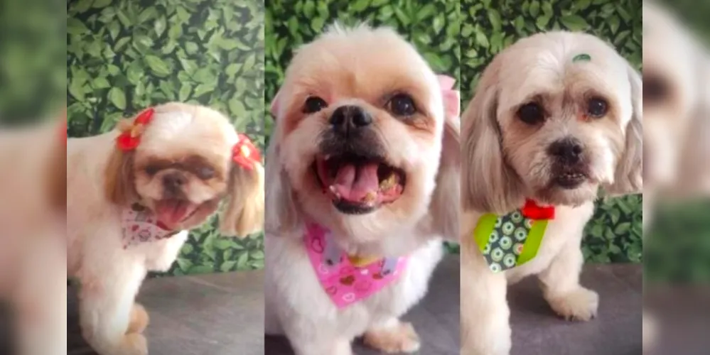 Cães das raças shih tzu e lhasa chegaram ao veterinário já em óbito