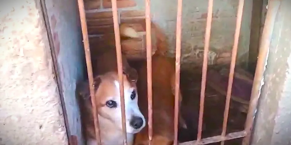 Cães foram resgatados e encaminhados ao CRAR de Ponta Grossa