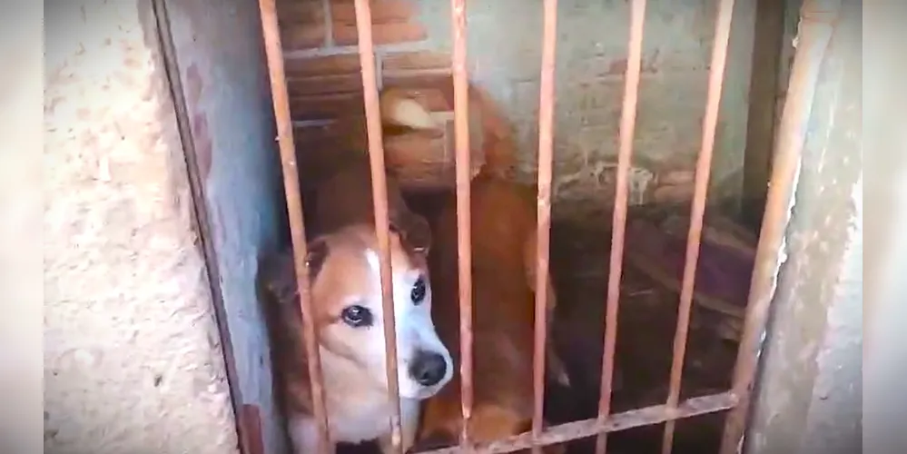 Cães foram resgatados e encaminhados ao CRAR de Ponta Grossa