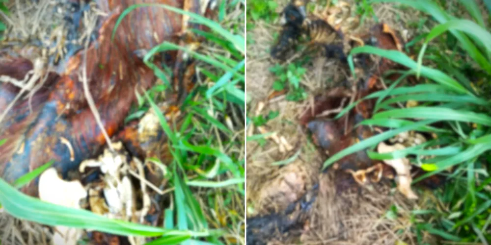 Animal foi localizado mutilado no último domingo (19)