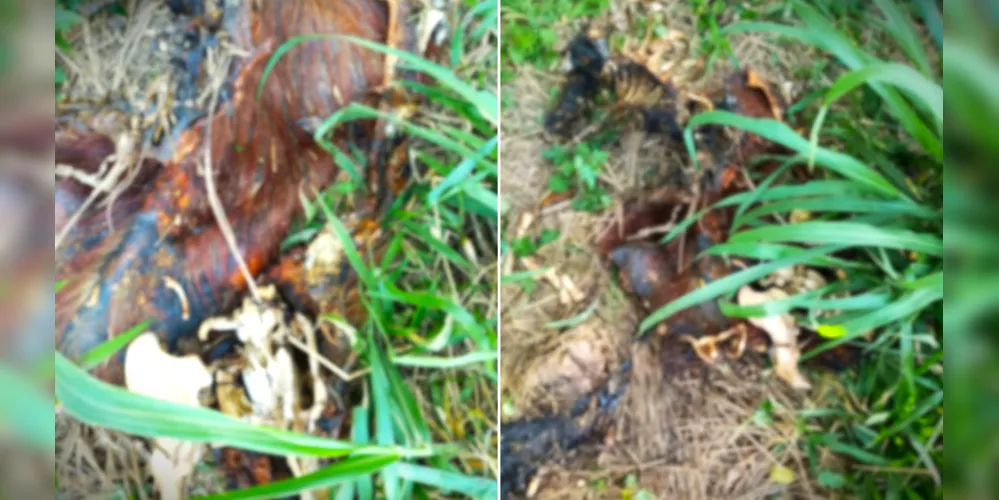 Animal foi localizado mutilado no último domingo (19)