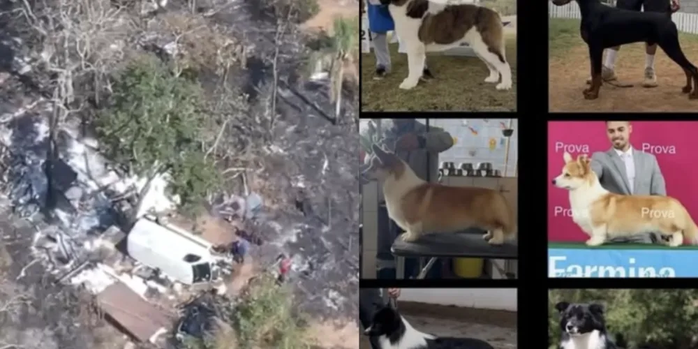 Desmanche ilegal foi descoberto pela equipe policial, sequestro de cães está associado ao crime.