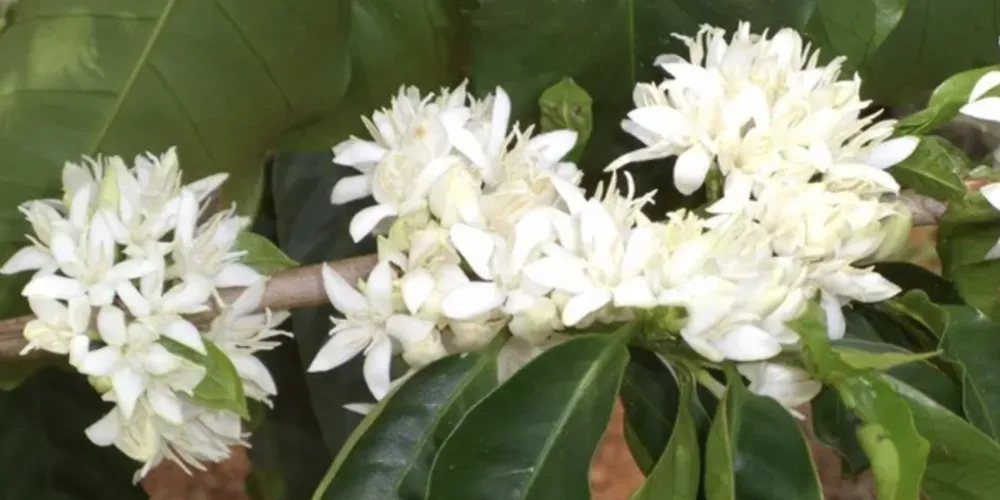 Produtores, agora, estão à espera da abertura das flores na maioria das lavouras de arábica