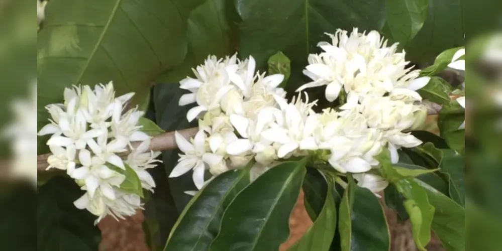 Produtores, agora, estão à espera da abertura das flores na maioria das lavouras de arábica