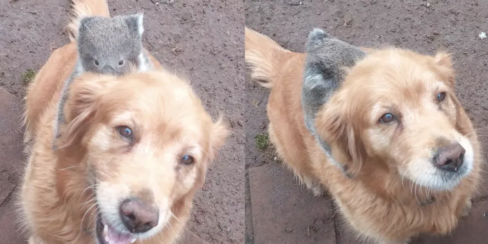Golden retriever carrega coala filhote nas costas