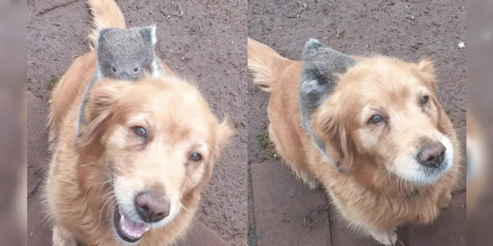 Golden retriever carrega coala filhote nas costas