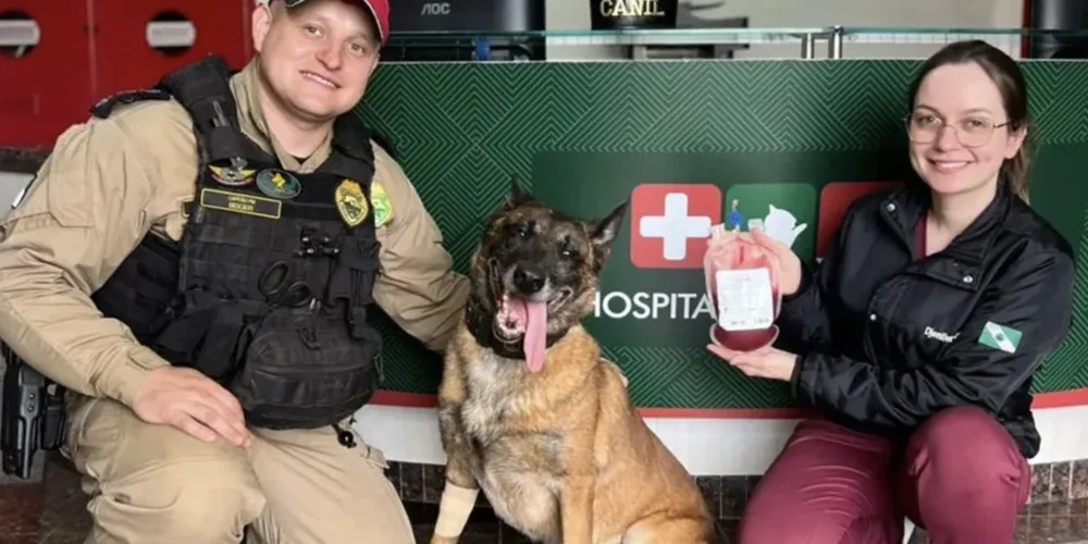 O cão policial atua em operações para detecção de entorpecentes, de armas de fogo e munição