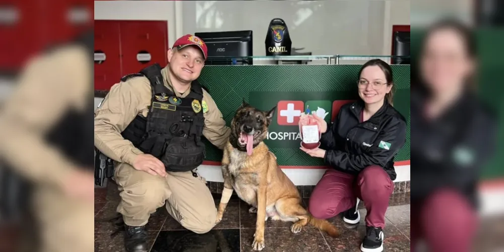 O cão policial atua em operações para detecção de entorpecentes, de armas de fogo e munição