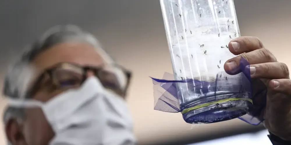 A tecnologia Wolbachia comprovou reduzir a transmissão da dengue em mais de 75% em projetos-pilotos urbanos em grandes áreas