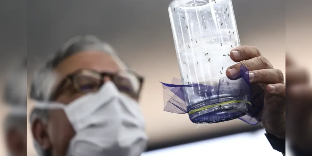 A tecnologia Wolbachia comprovou reduzir a transmissão da dengue em mais de 75% em projetos-pilotos urbanos em grandes áreas