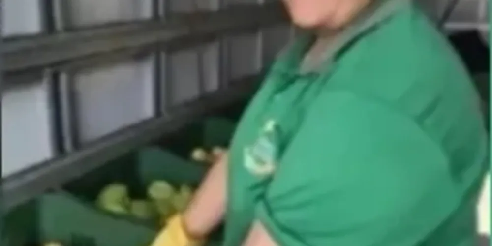 Três equipes vão percorrer os bairros para trocar recicláveis por frutas, verduras e legumes